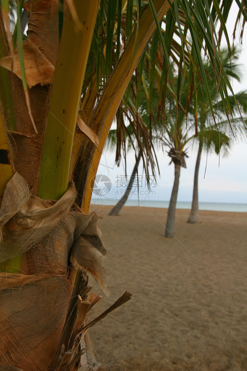 棕榈树棕榈支撑旅行假期天堂海洋海岸热带图片