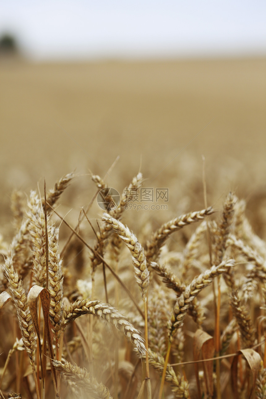 田地上小麦特写谷物面包耳朵植物金子农业农村农场生产大麦图片