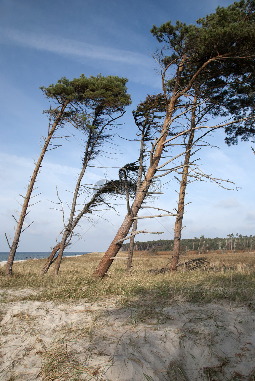 达尔斯海滩西斯特兰沙丘海岸线旅游倾斜保护区沙滩牧歌支撑自然保护区树木图片