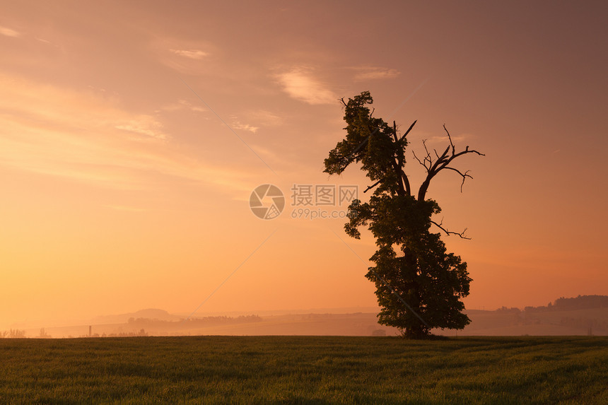 可记忆的橡树阳光暴风云风景薄雾天空叶子风暴植物土地季节图片