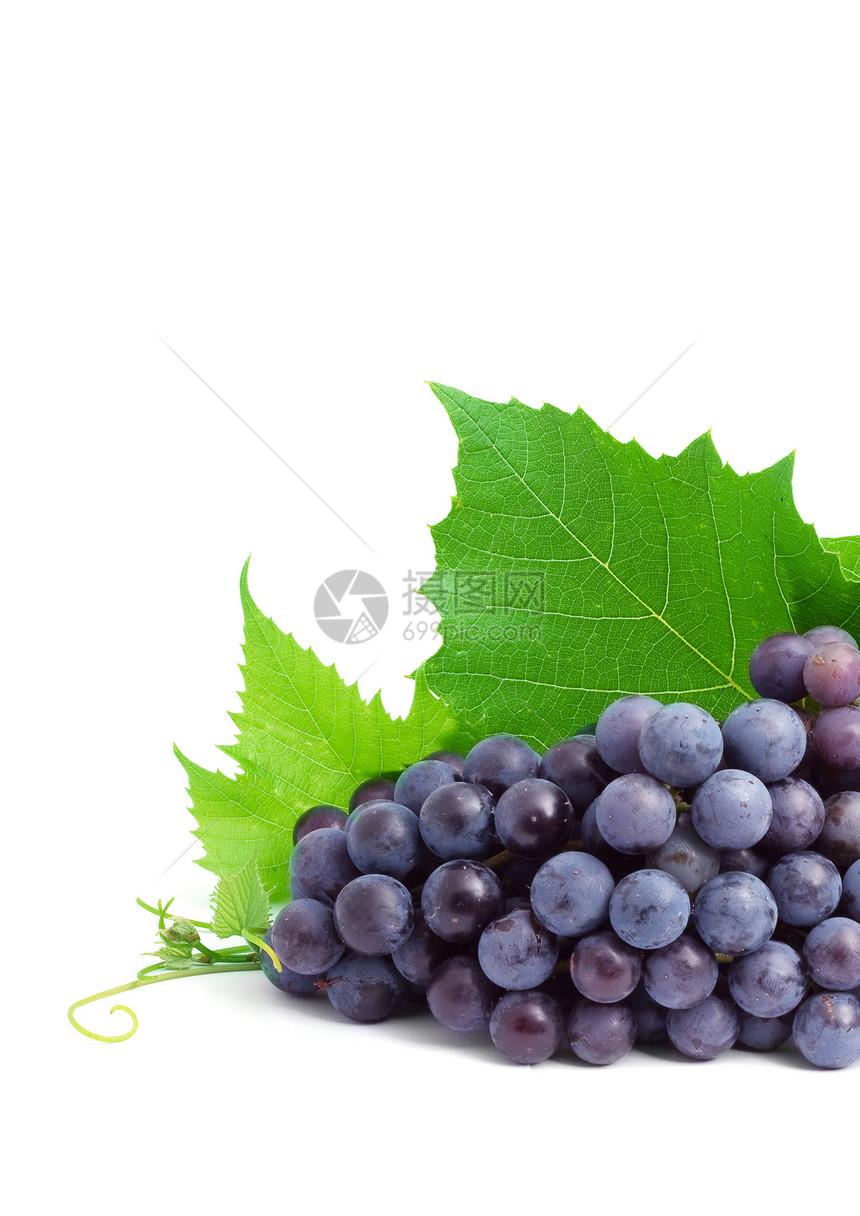 葡萄藤蔓葡萄园农业酒厂植物美食酿酒小路水果蓝色图片
