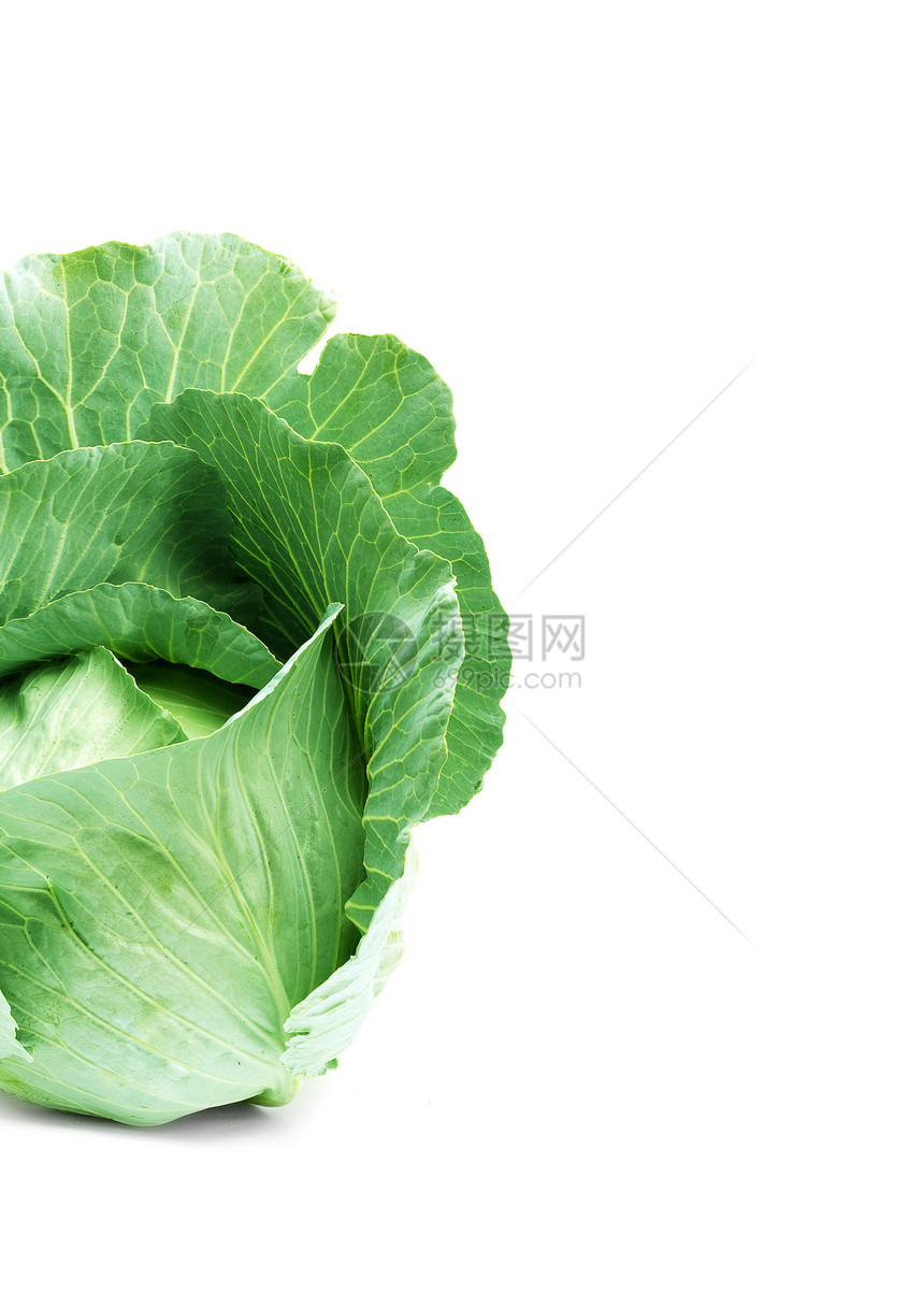 绿色卷心菜头白色叶子水果食物蔬菜图片