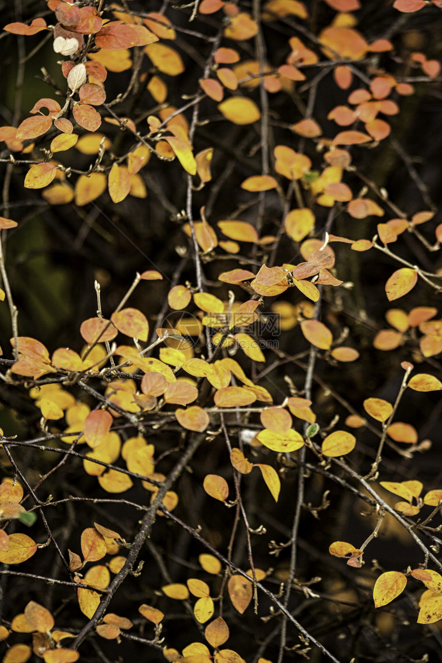 黄秋假灌木周期性植物群树枝植物气候天气生命周期圆形环境图片