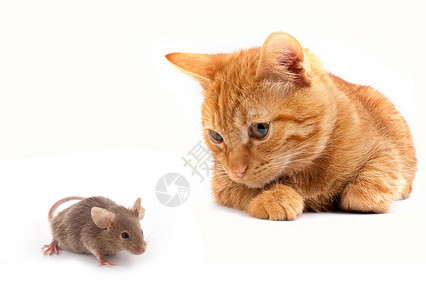 鼠和猫力量猎人哺乳动物监视小猫尾巴毛皮爪子混种打猎背景图片