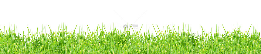 孤立的绿草全景白色草皮植物叶子树篱刀刃场景剪裁水平图片