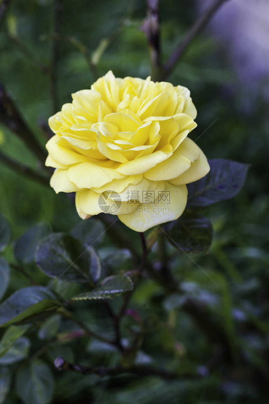 单美丽的黄玫瑰图片
