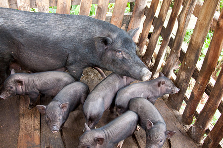 育肥猪土生母猪和小猪背景