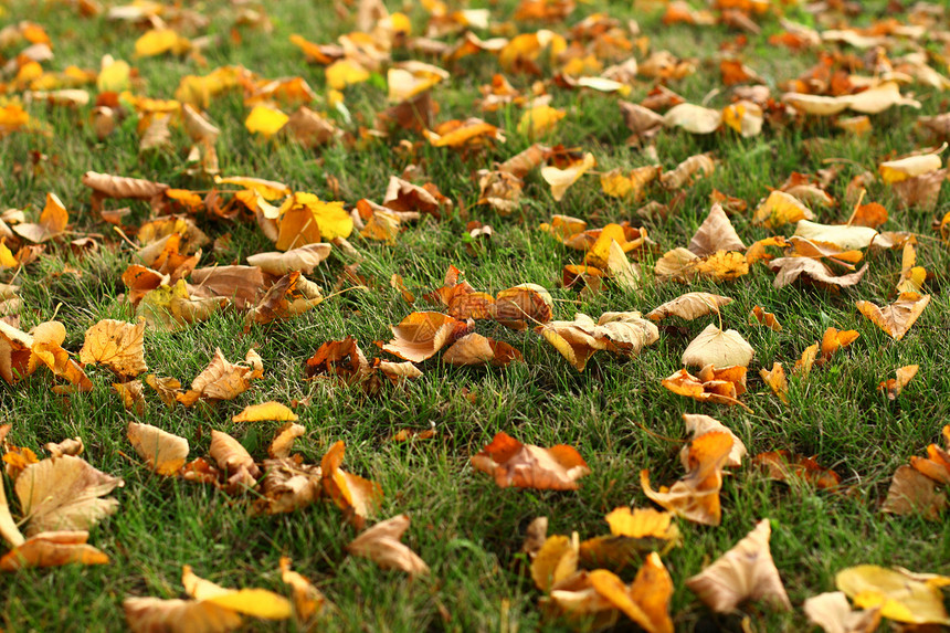 草地上的叶子红色植物黄色季节衬套小路绿色森林剪裁植物学图片