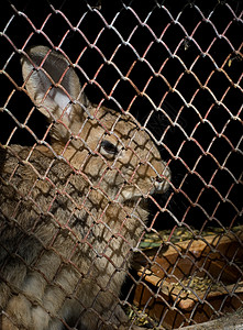 兔子兔农场哺乳动物鼻子动物毛皮背景图片