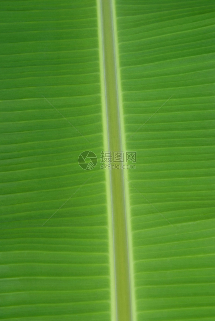 绿树绿叶 紧底背景森林棕榈墙纸季节生态叶子绿色热带花园植物图片