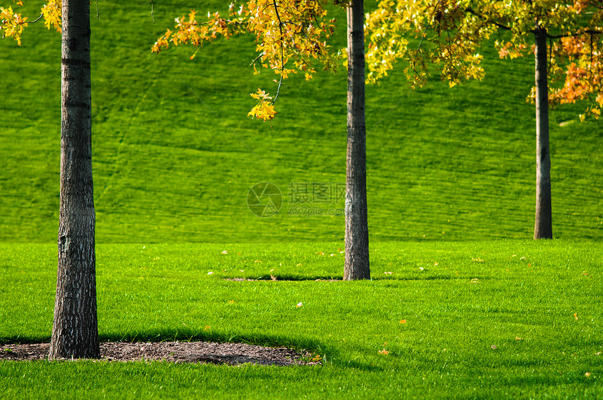 树木和草草环境公园树干高尔夫球土地花园草地足球草皮生长图片
