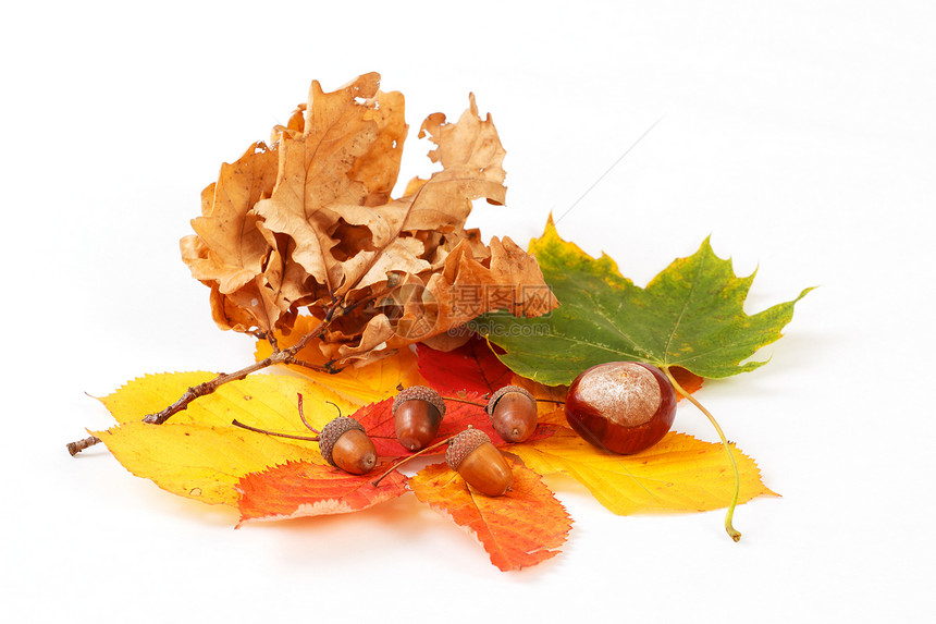 秋天多彩的秋叶叶栗子和白色的橡子图片