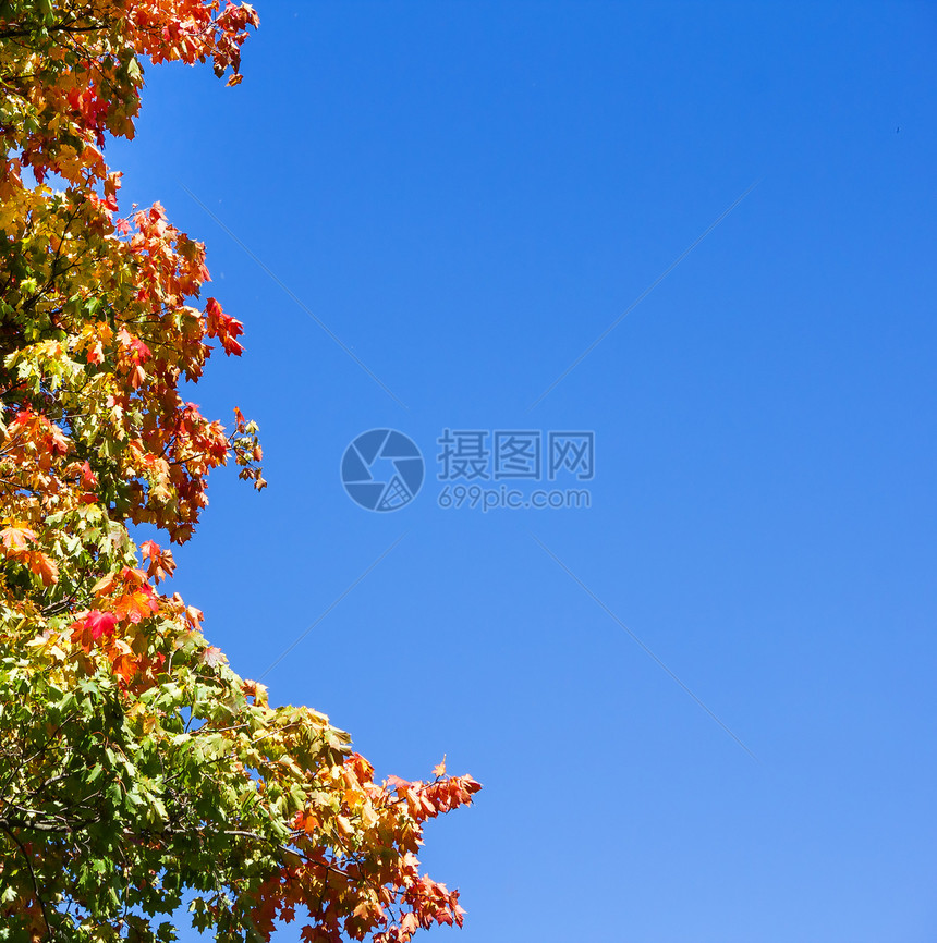 在蓝天的树上 树上有彩色的秋叶图片