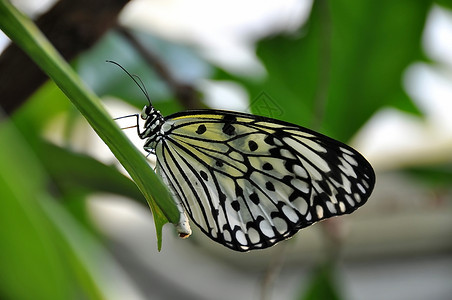 树若虫蝴蝶白色的意念明串珠高清图片