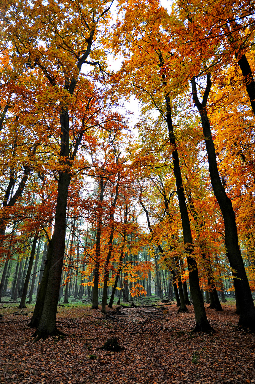 秋季森林红色绿色棕色叶子树木树叶分支机构橙子图片
