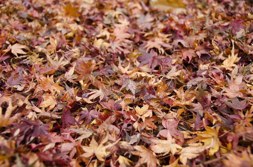 秋天日本山坡叶的背景背景神话射线农村生态环境叶子晴天赭石场景土地图片