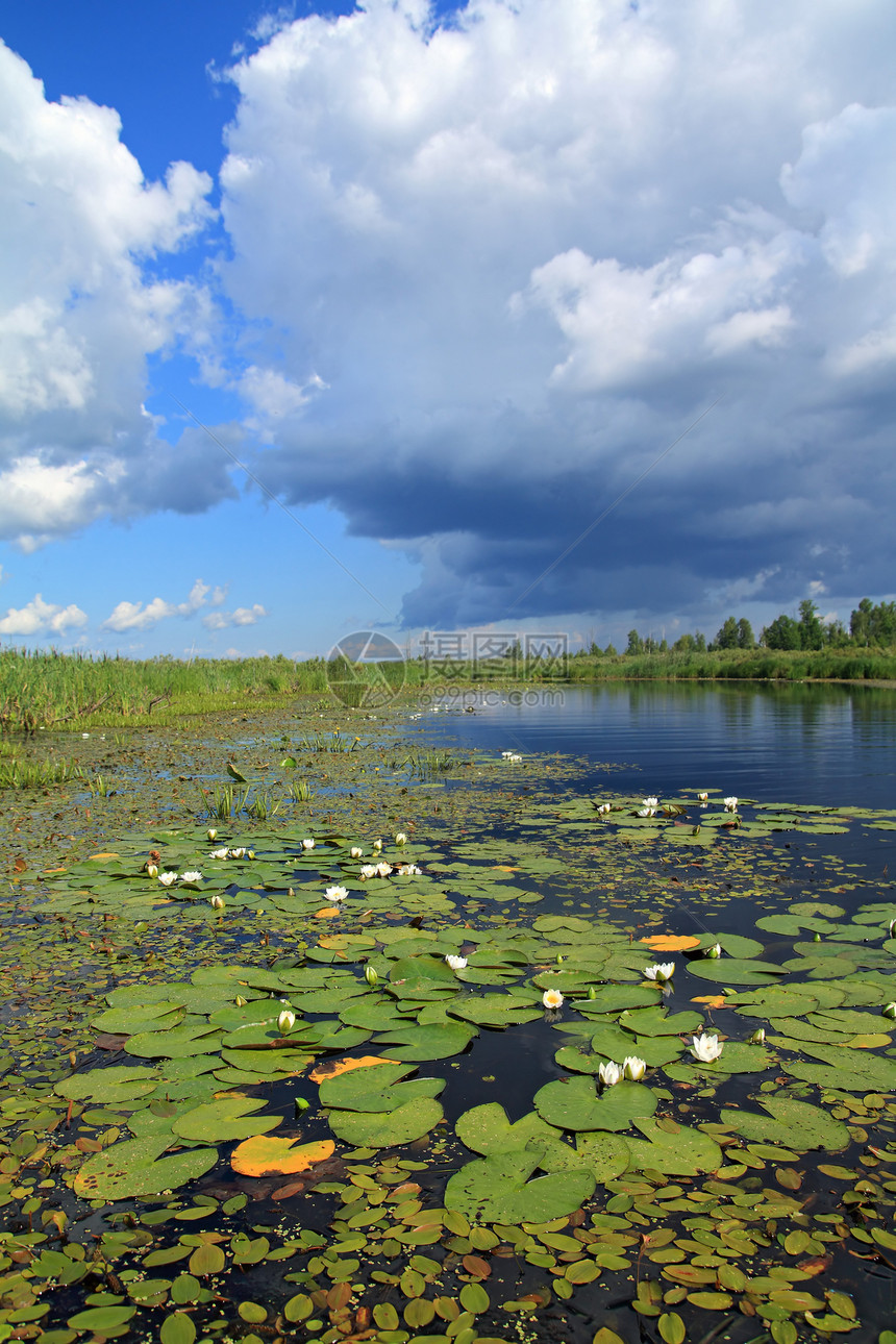 小湖上的水百合风暴反射植物群季节蓝色场地风景草本植物支撑环境图片