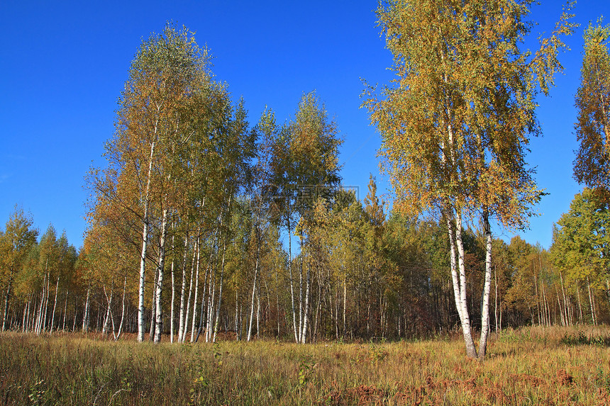 蓝背景的秋秋木国家树林衬套野生动物城市木头叶子桦木森林生活图片