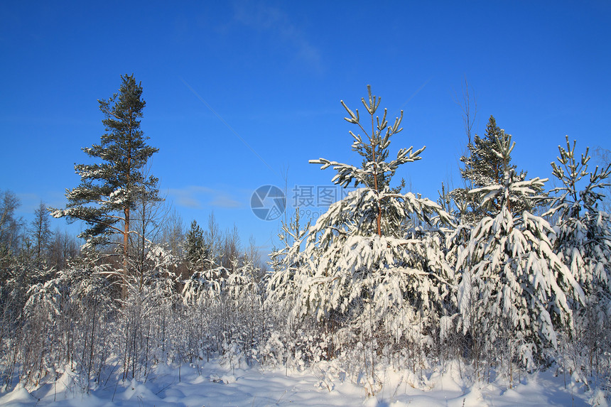 天上下雪中松树森林荒野地形城市旅行场景桦木树木蓝色针叶图片