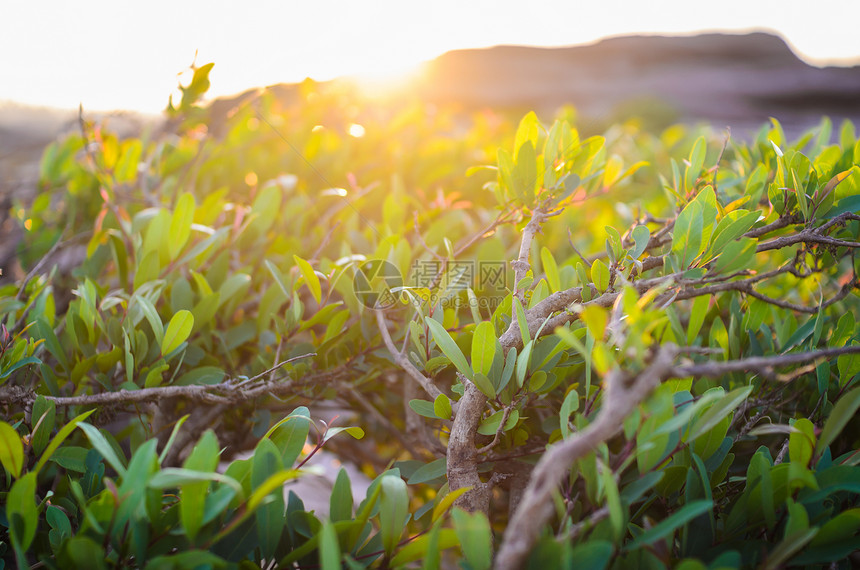 绿色的植物和早晨的太阳图片