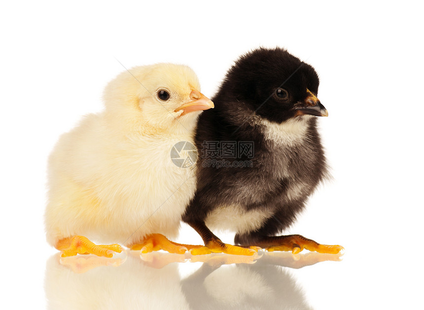 小鸡新生农业母鸡农场生物生活公鸡翅膀家禽动物图片