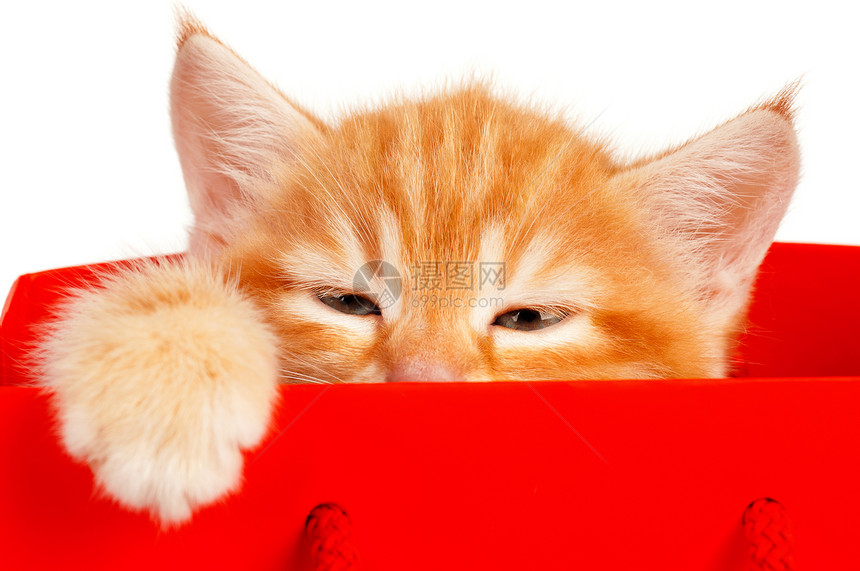 红小猫婴儿动物展示礼物虎斑食肉家庭乐趣毛皮童年图片