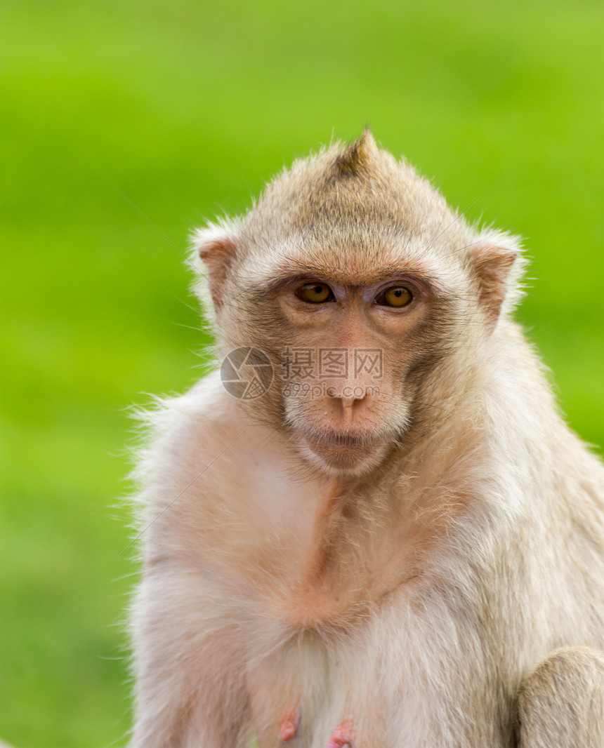 Macaque 蒙基闭锁野生动物猕猴哺乳动物动物孩子丛林生物生活头发婴儿图片