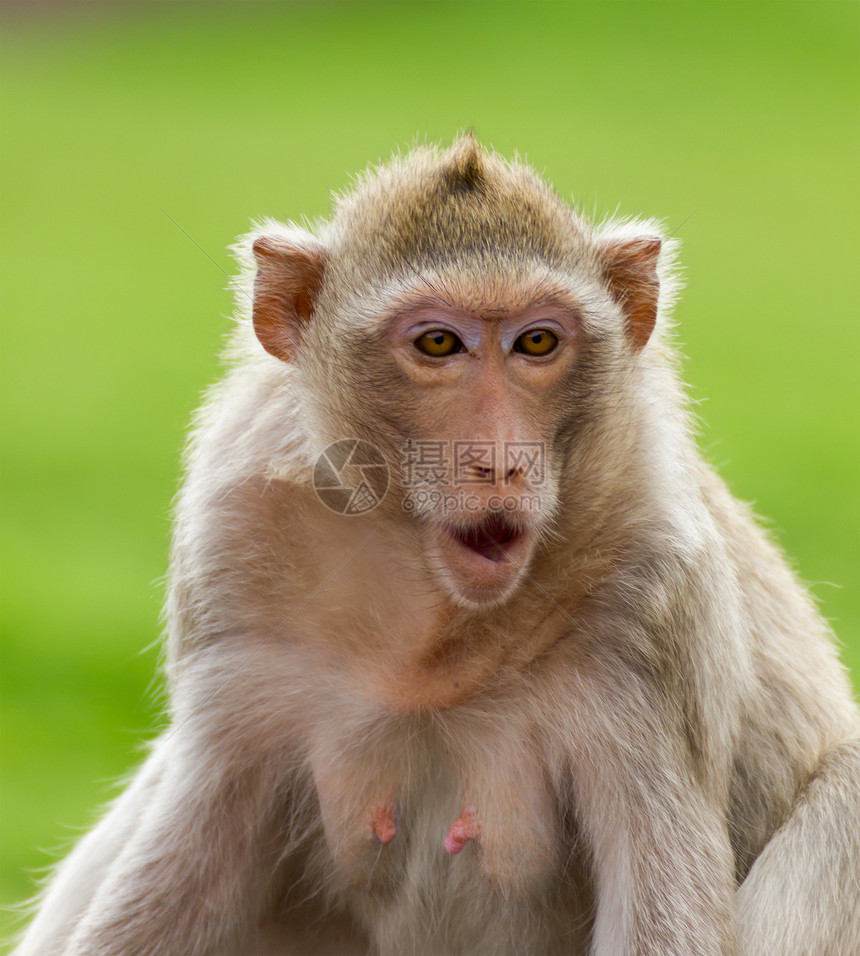 Macaque 蒙基闭锁公园动物婴儿生活哺乳动物眼睛灵长类头发孩子野生动物图片