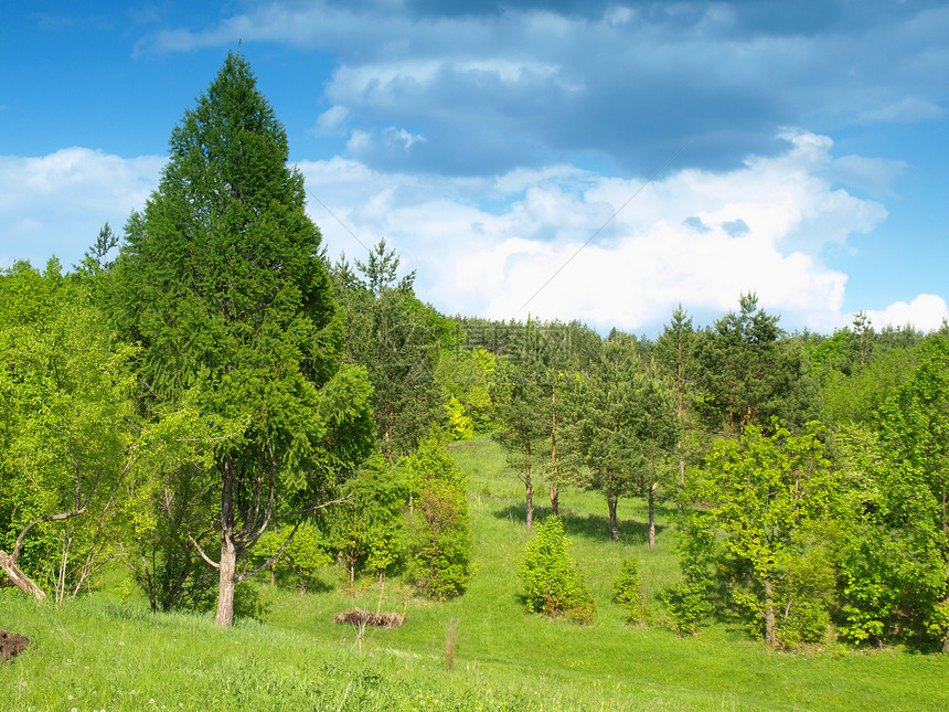 夏月森林景观与森林草地绿色蓝色阳光植物环境丘陵土地场地天空图片