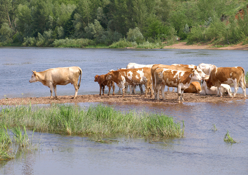 河流附近的牛群草地阳光场地绿色团体棕色乡村奶牛家畜河岸图片