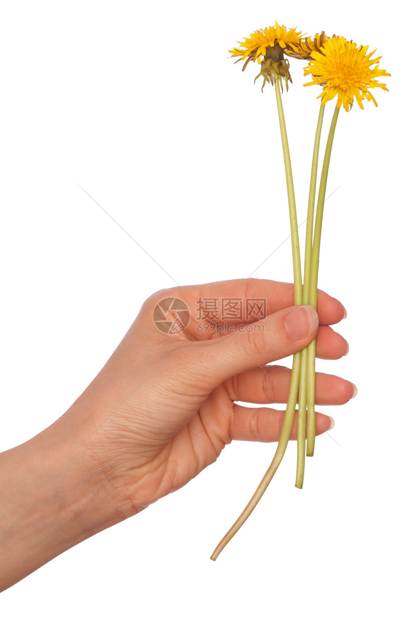 黄色花层礼物植物生长生物学空气草本植物闲暇柔软度花束后代图片