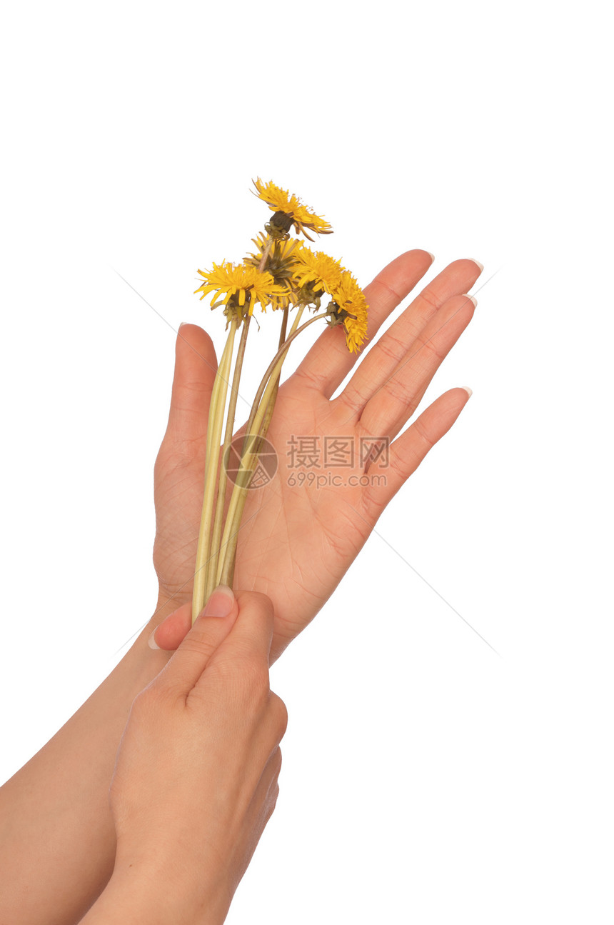 黄色花层手臂生物学植物群草本植物植物学植物后代花瓣闲暇礼物图片