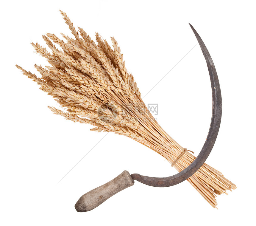 小麦和镰刀草尖刺种子植物季节谷物稻草乡村灰色大麦工具图片