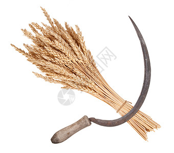 小麦和镰刀草尖刺种子植物季节谷物稻草乡村灰色大麦工具背景图片