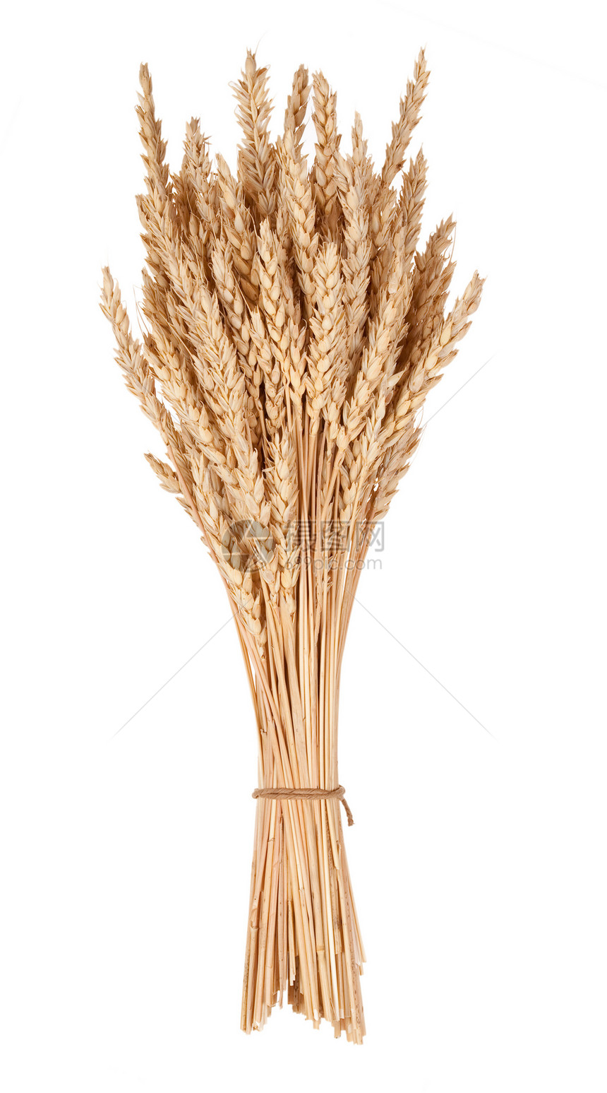 小麦草面包耳朵稻草收获核心粮食植物面粉生长栽培图片