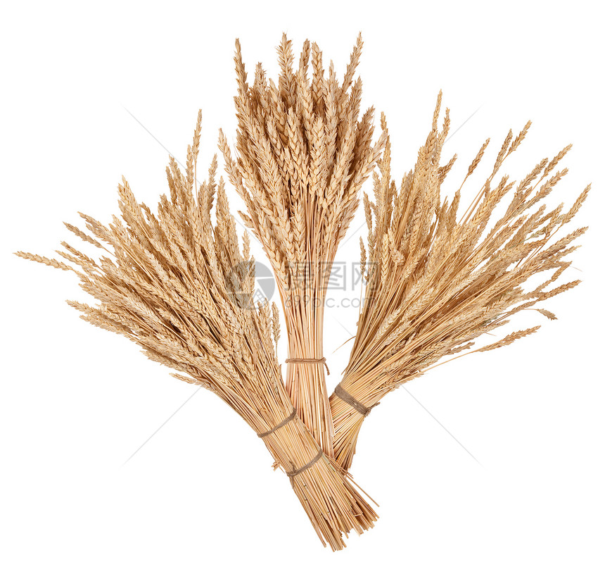 小麦牛排面包分册种子收成收获植物生长谷物玉米面粉图片