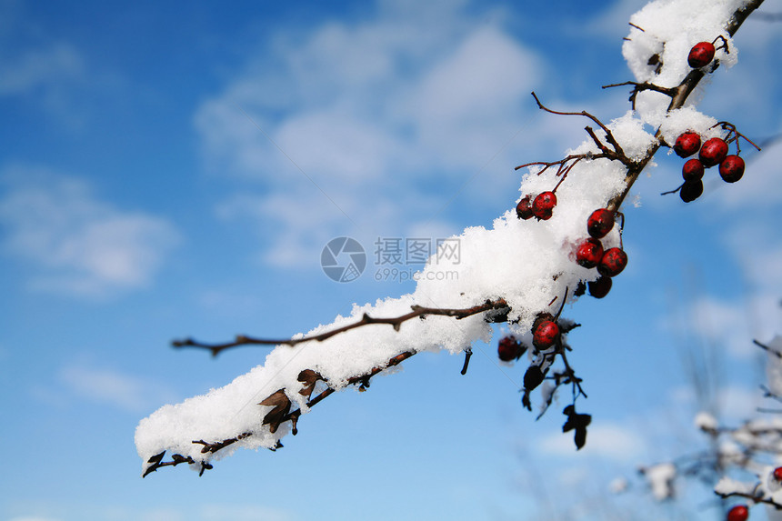 冬天日出冬景季节白色旅行植物季节性天空时间太阳图片
