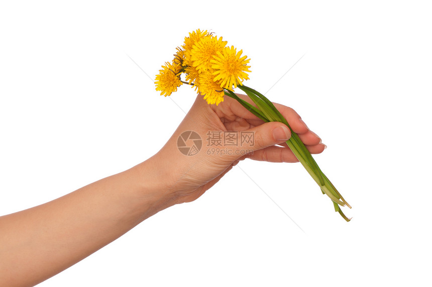 黄色花层植物生长脆弱性花束生物学花瓣闲暇植物学草本植物手臂图片