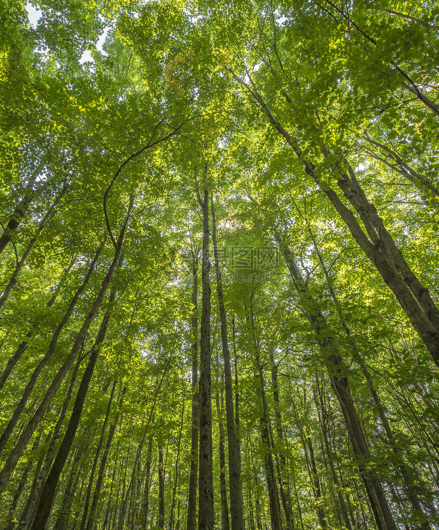 林冠森林冠植物树冠天篷绿色环境树干季节叶子森林图片