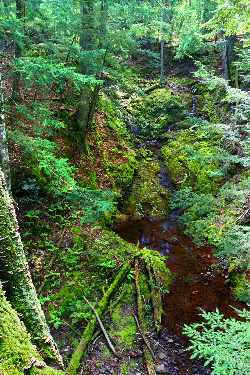 密歇根州河峡谷栖息地气氛场景植物群旅行山沟环境生态植物联盟图片