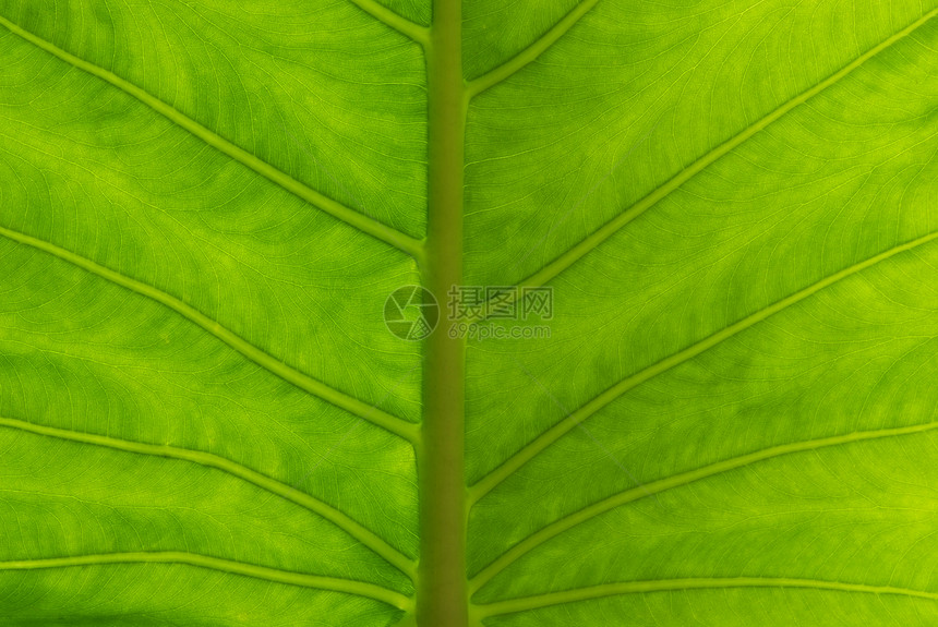 海芋叶耳朵丛林静脉叶子植物热带绿色芋头草本植物植被图片