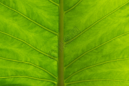 海芋叶耳朵丛林静脉叶子植物热带绿色芋头草本植物植被高清图片