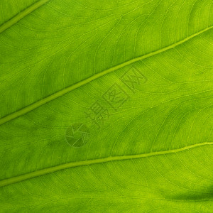 海芋叶丛林静脉耳朵植物叶子草本植物绿色芋头植被热带高清图片