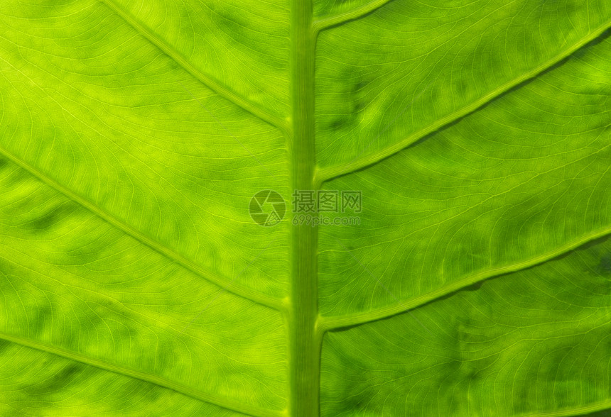 海芋叶多肉植物芋头静脉植被植物草本植物叶子绿色热带耳朵图片