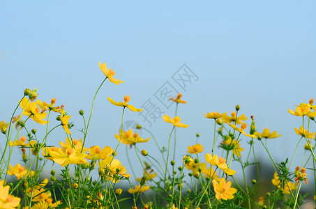 驴子家庭场地雏菊黄色植物绿色背景图片