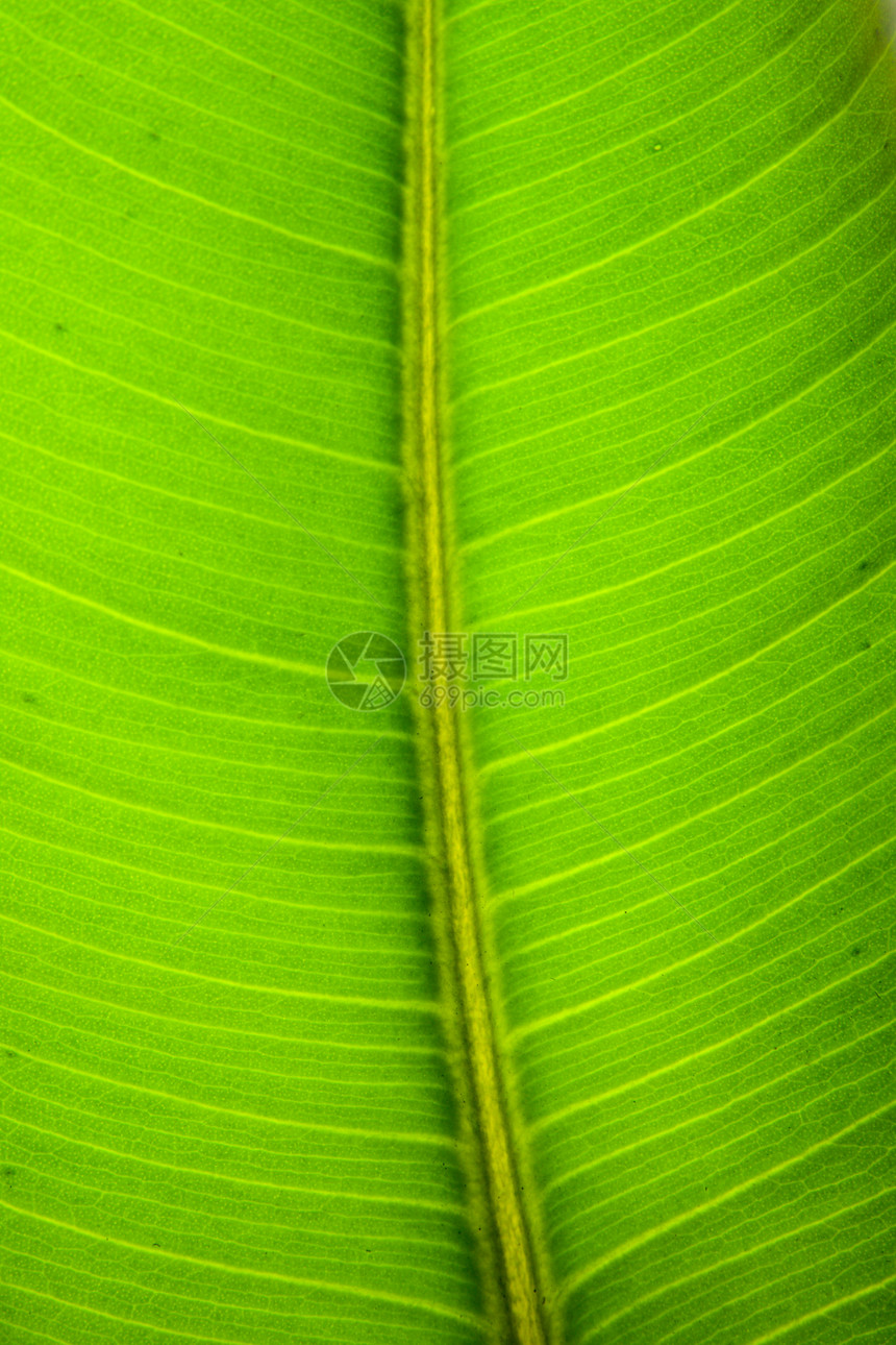 绿叶纹理生活生长植物群植物静脉森林光合作用进步活力棕榈图片