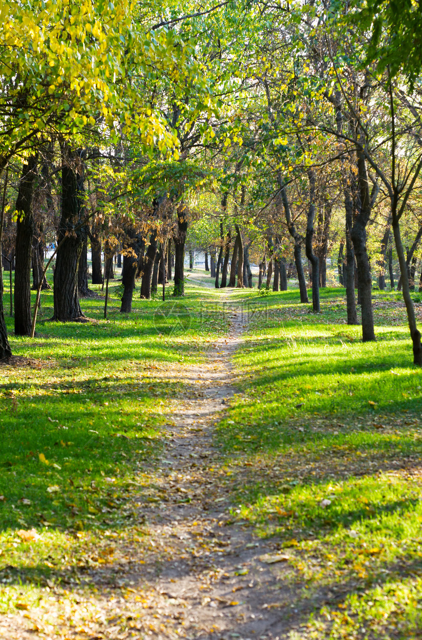 美丽的秋天公园公园晴天场景小路树木车道旅行太阳国家环境图片