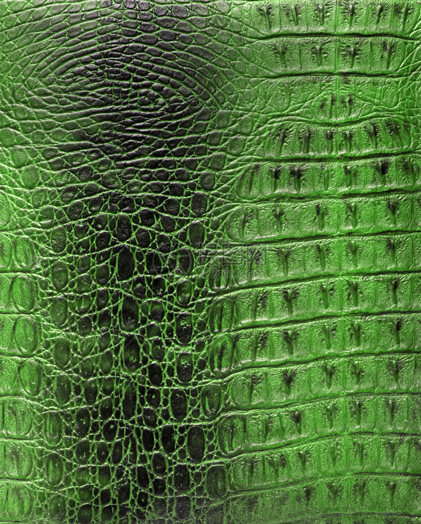 爬行动物皮肤的纹理宏观材料绿色鳄鱼皮革纺织品爬虫动物荒野图片