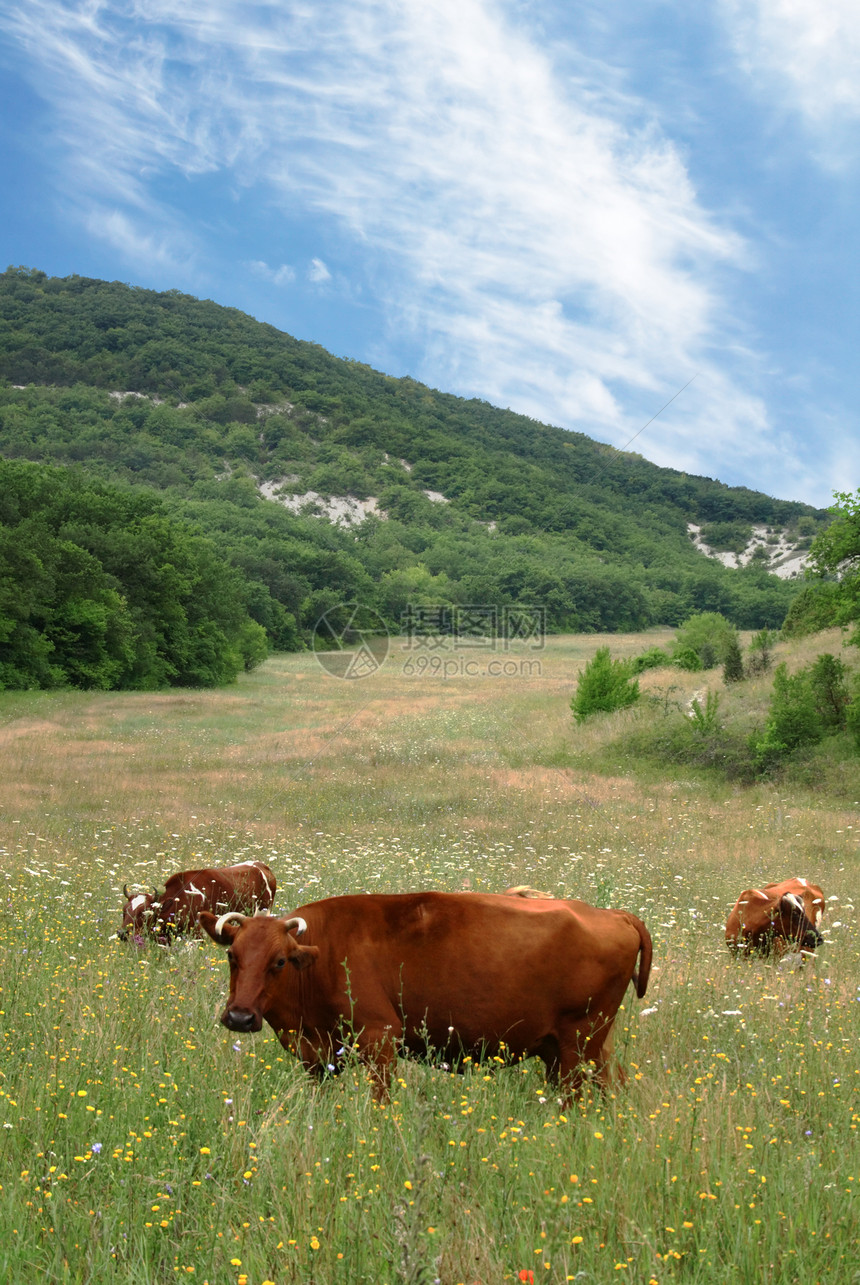 牛在牧场上哺乳动物土地草地风景晴天牛奶场地村庄山脉丘陵图片