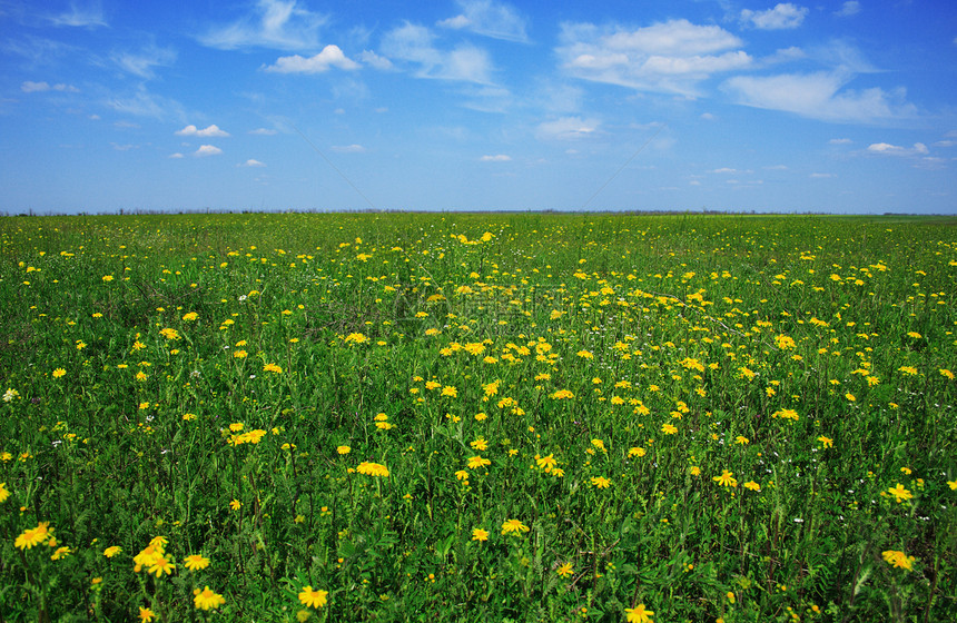 美丽的草地充满鲜花风景农村场地国家农业环境城市蓝色季节阳光图片